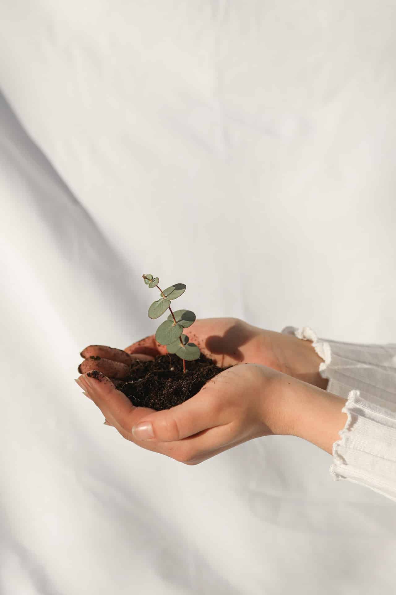 hands holding soil and a plant cutting